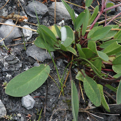 Alpen-Wundklee / Anthyllis vulneraria ssp. alpestris